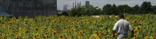 Sunflowers @ GTECH